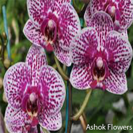 orchids