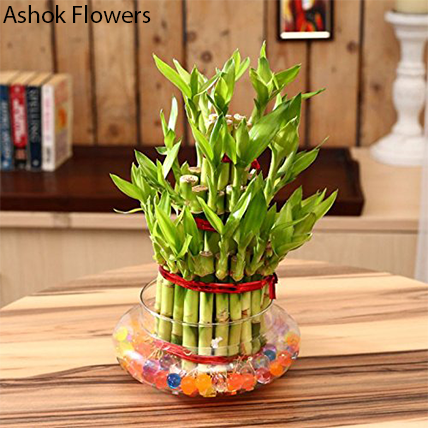 Elegants Five Layer Lucky Bamboo